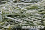 甘肅山丹冷空氣侵襲 早霜凍天氣使上萬畝油菜受災