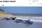 鯨集體擱淺原因不明 印度發(fā)現(xiàn)40頭巨鯨集體擱淺死亡