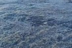 14日凌晨遼寧地區出現霜凍天氣 不利于秋種