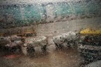 廣州持續陰雨天氣 廣州整個11月下旬都泡在了雨里