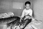 蟒蛇12年伴少年成長 與蟒同居的12年少年的故事