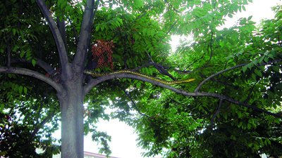 近2米長花蛇盤踞在人行道樹杈上捕鳥(組圖)