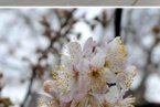 南京入春了 2013年南京入春時間是3月4日