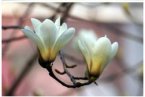 上海入春 2013上海入春時(shí)間3月4日