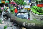 廣州大風(fēng)折斷路邊有一棵大樹砸中轎車 所幸車上人員