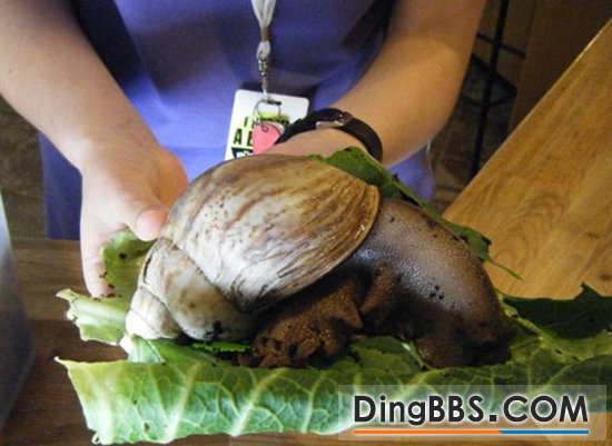 非洲巨蝸牛碩大如鼠