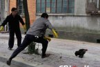 南昌確診h7n9禽流感病例后南昌全城殺雞 苦了南昌城