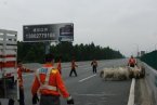 望牛墩車禍 4月19日東莞望牛墩廣深高速50頭山羊演鬧
