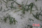 甘肅隴南冰雹 25日隴南冰雹來襲3.9萬人受災(zāi)