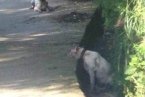 遵義狗咬死人 5月27日遵義康海花園小區61歲老人被兩