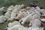 內(nèi)蒙古局地有強(qiáng)雷暴天氣 強(qiáng)降水致山洪暴發(fā)82只羊死
