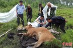黑龍江野生東北虎咬死黃牛