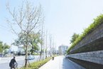 武漢連續遭遇24個高溫日 馬路旁樹葉被烤焦