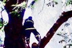 武漢200歲柳樹自燃圖片 新洲區一棵兩百歲大柳樹發生