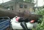 山西暴雨來襲大樹被連根拔起 臨縣山洪爆發(fā)致5死3失