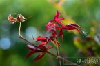 上海入秋 2013年是上海氣象史最長(zhǎng)夏天有望今天結(jié)束