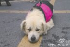 忠犬被遺棄 半年多每天在小區(qū)門(mén)口癡等主人回家