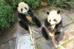 溫州正輝認養兩只大熊貓 溫企終生認養大熊貓