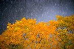 杭州下雪了 2013年12月16日杭州迎來今年冬天第一場雪
