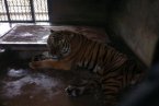 飼養(yǎng)員被華南虎咬死 上海動(dòng)物園繁殖場(chǎng)一名飼養(yǎng)員被