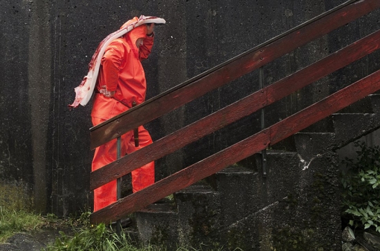 丹麥法羅蘭群島屠鯨節，大批領航鯨遭屠殺。