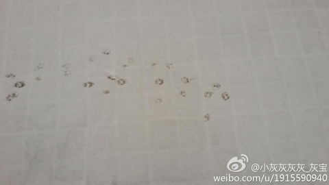 河北看雪啦,馬年正月初五河北多地迎來馬年初雪邯鄲暴雪。