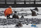 英國(guó)遭遇強(qiáng)風(fēng)暴 大風(fēng)出土5000年前的森林遺址