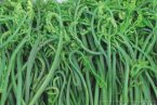 蕨菜蕨根粉含致癌物有什么根據(jù)嗎 都是人云亦云瞎起