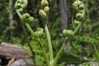 蕨菜致癌嗎 最近網(wǎng)傳蕨菜致癌其實(shí)沒(méi)有科學(xué)根據(jù)