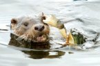 螃蟹勇斗水獺 水獺欲襲擊螃蟹反被螃蟹鉗住眼睛