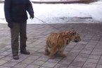 飼養(yǎng)員公園遛老虎 幼虎后腿殘疾需要鍛煉
