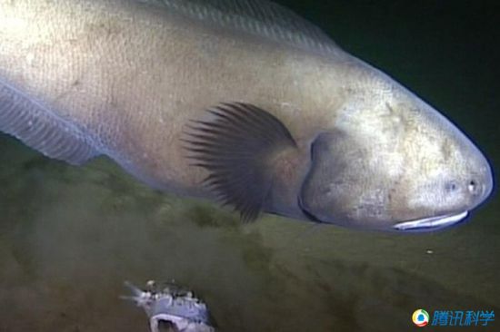 科學(xué)家發(fā)現(xiàn)7000米深的太平洋海溝有魚(yú)蝦