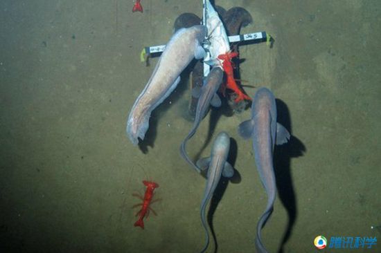 科學(xué)家發(fā)現(xiàn)7000米深的太平洋海溝有魚(yú)蝦