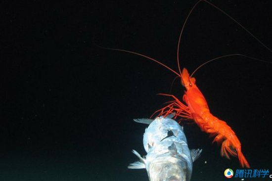 科學(xué)家發(fā)現(xiàn)7000米深的太平洋海溝有魚(yú)蝦