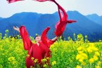 珠海蓮洲油菜花開了 珠海賞花春天就去珠海蓮洲賞油
