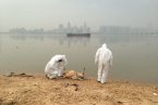 贛江死豬漂浮事件 南昌贛江漂浮著137頭死豬