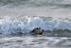 澳大利亞鱷魚沖浪 達爾文海灘驚現鱷魚沖浪小伙伴們