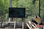 云南野生動物園給大熊貓裝電視 就不怕電死大熊貓嗎