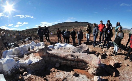 阿根廷現(xiàn)最大恐龍化石身長超40米 科學家預測品種為雷龍