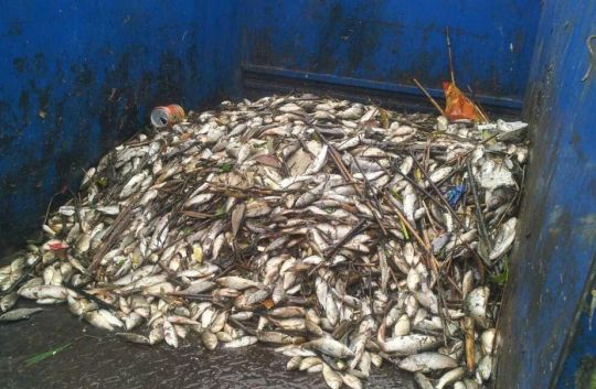 杭州大運(yùn)河死魚