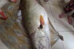 福安女婿端午節(jié)送岳父黃唇魚(yú) 價(jià)值300萬(wàn)