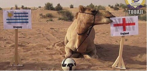 巴西世界杯預(yù)測神獸