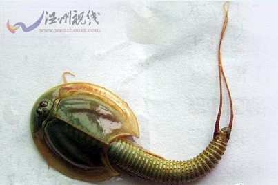 四川半蝦半魚生物 四川成都一處稻田發(fā)現(xiàn)半蝦半魚的