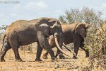 世界最巨型大象慘死盜獵者所殺 世界上最大的大象象
