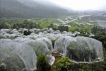 溫州楊梅東魁楊梅樂清推廣蚊帳楊梅 楊梅噴灑農(nóng)藥是