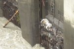 臥龍大熊貓基地發現野生大熊貓尸體 可能是摔傷后溺