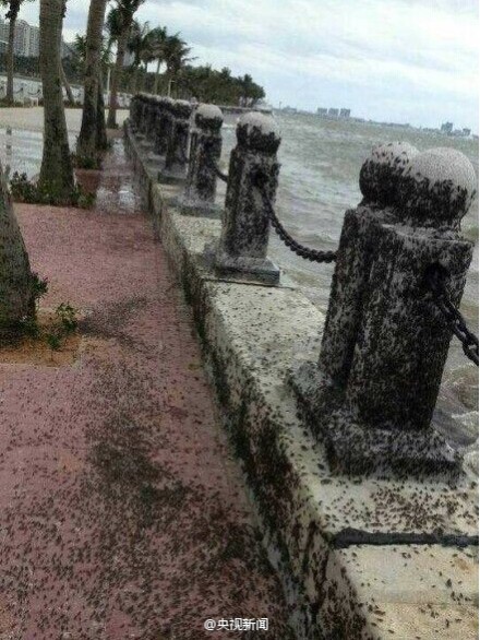 廣東湛江海邊聚集大片海蟑螂