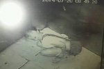 女子電梯內小便被保安曝光