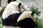 南京動物園大熊貓心律不齊 因大媽跳廣場舞太吵