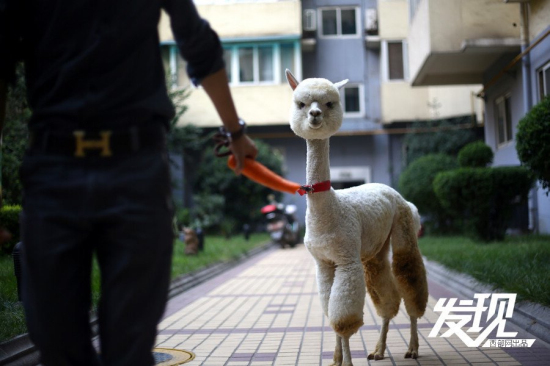 男子十萬(wàn)購(gòu)羊駝